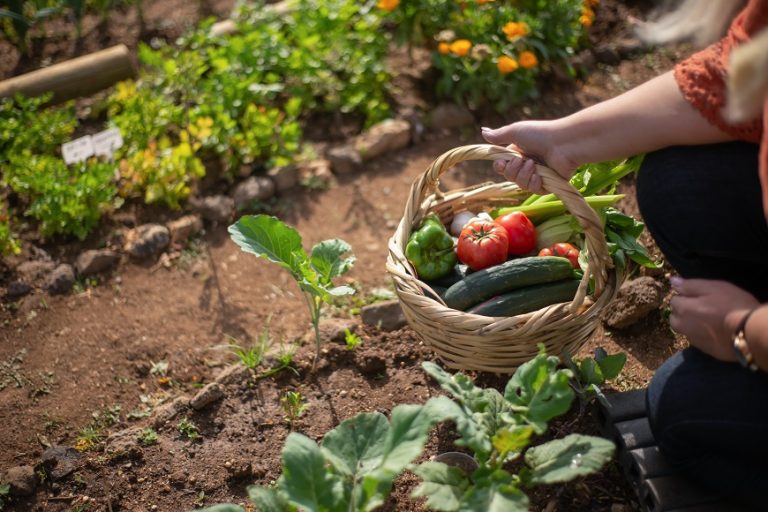 Adottiamo una pianta e facciamola crescere insieme: al Ceas di Oristano parte il nuovo progetto