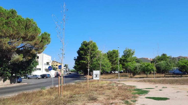 Mancano i giardinieri, in sofferenza con il caldo gli alberi piantati dal Comune