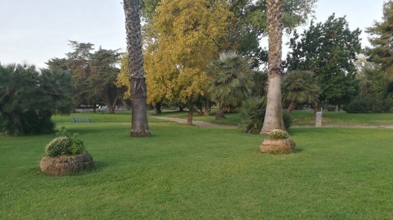 Autunno nel parco di viale Repubblica, con i crisantemi sui ceppi delle palme