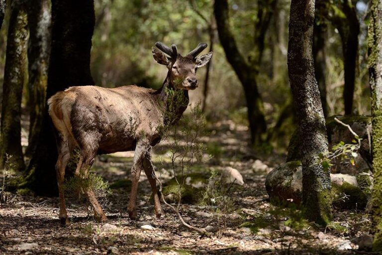 Fauna sarda, rischi di estinzione e salvataggi: se ne parla al Museo Diocesano