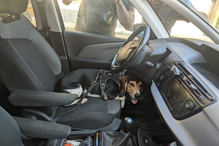 Cane chiuso in auto per oltre un’ora, nonostante il grande caldo: salvato