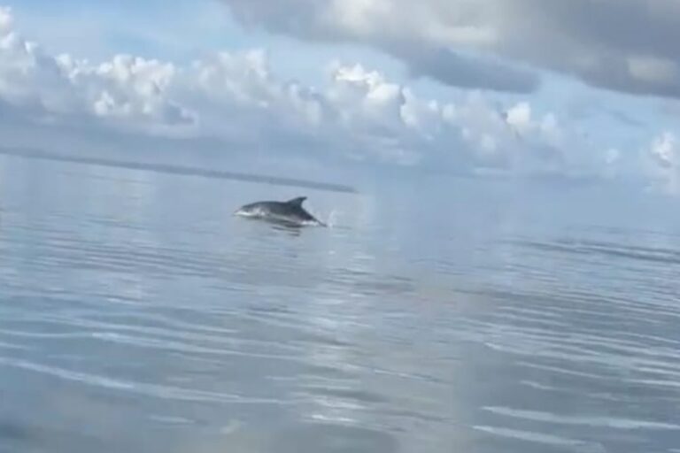 Giro in kayak con sorpresa: sette delfini salutano Torre Grande