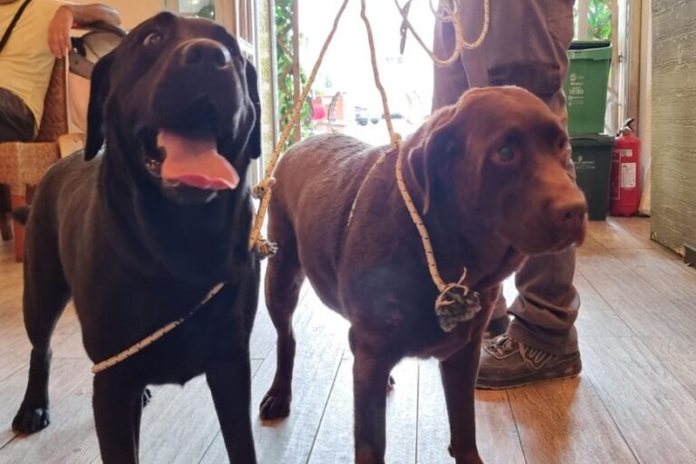 Due cagnette si rifugiano al bar Frida di via Carpaccio: qualcuno le ha perse?