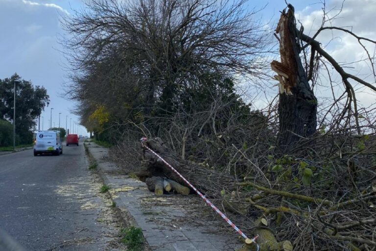 Riaperto il ponte del Rimedio, chiuso stamane dopo la caduta di un albero