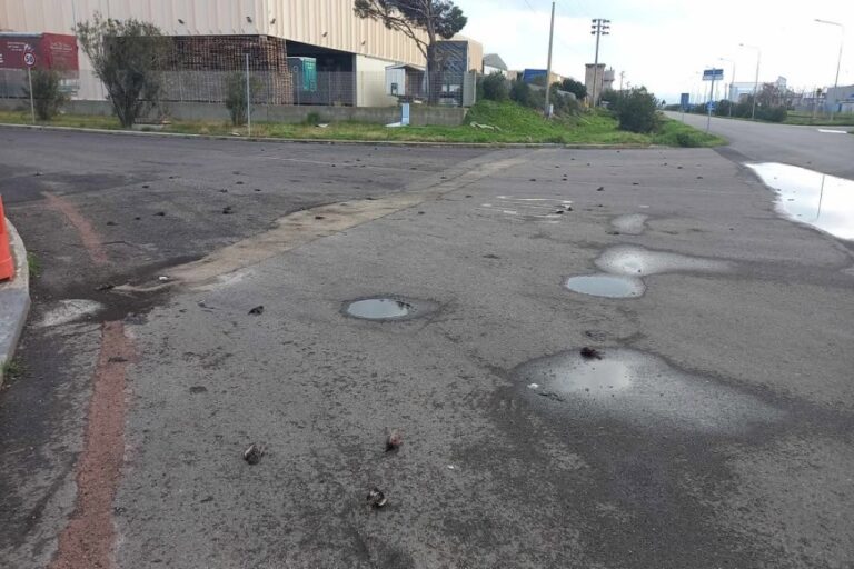 Al tramonto migliaia di storni al porto, ma sulla strada tanti esemplari morti